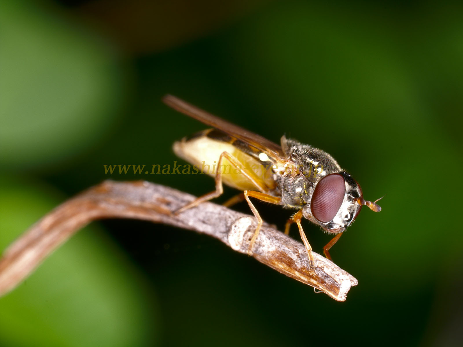 hover fly