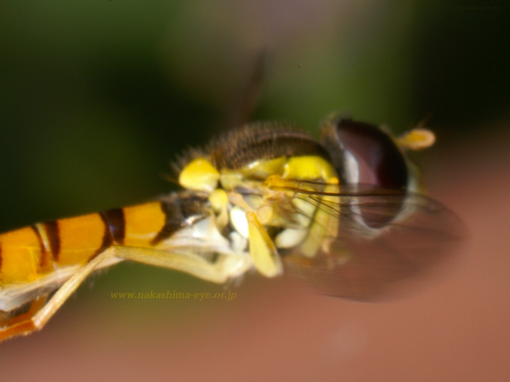 hoverfly