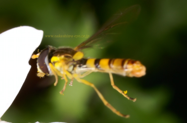 hoverfly