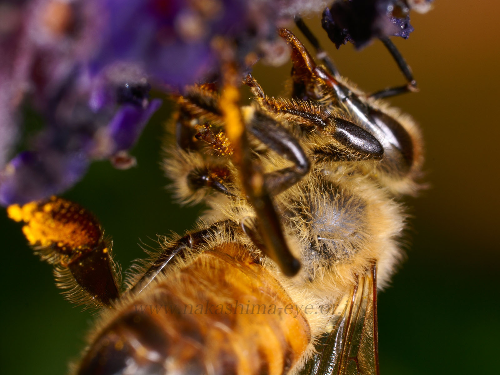 Honey bee on lavender