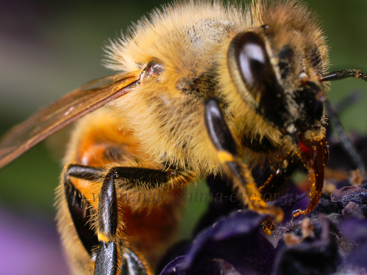 Honey bee on lavender