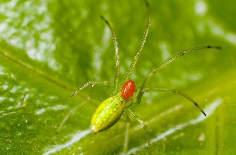 カベアナタカラダニ Balaustium mutotum