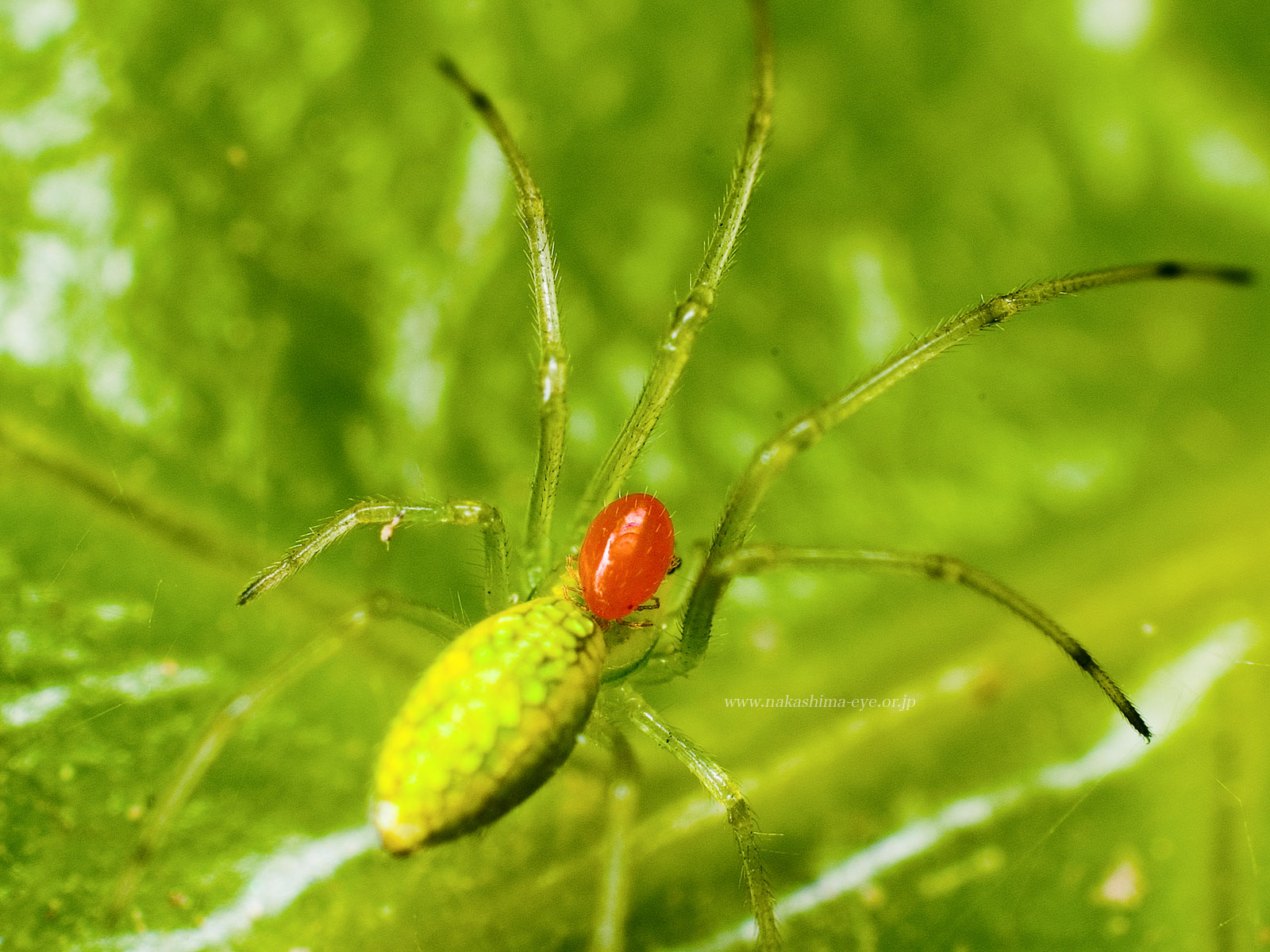 Balaustium mutotum カベアナタカラダニ