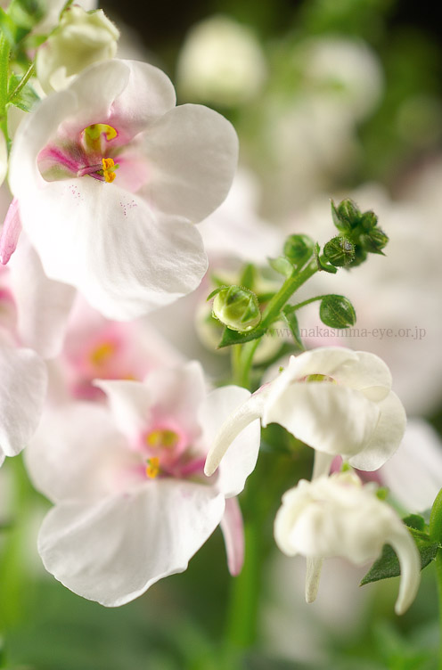 ディアスシア Diascia Barberae Twinspur 50mmマクロ