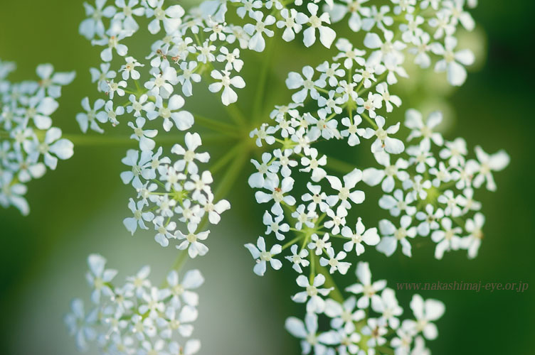 ドクゼリ　Cicuta virosa