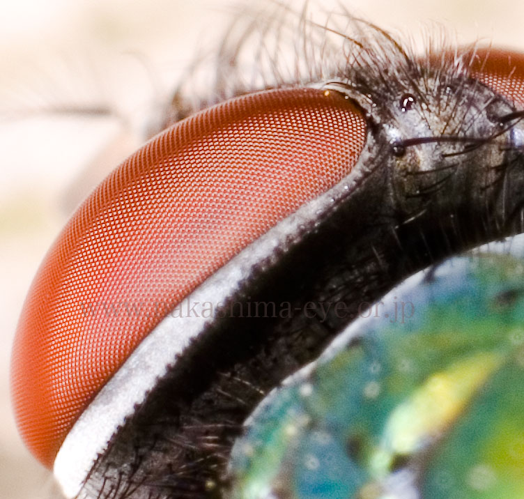 compound eyes