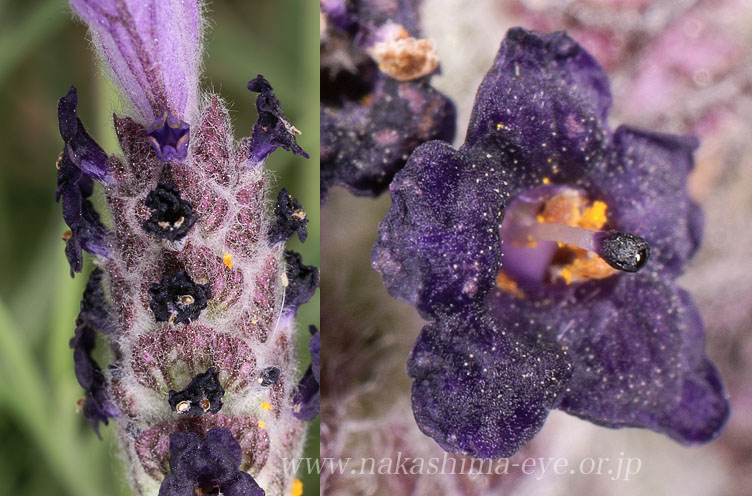 French lavender