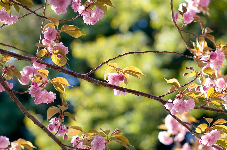 八重桜