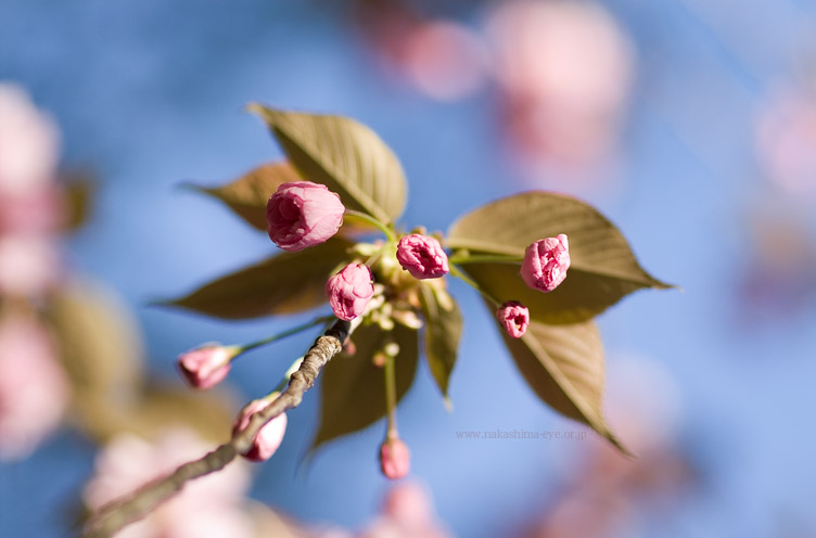 八重桜