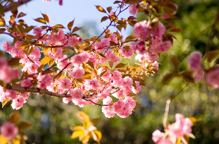 八重桜