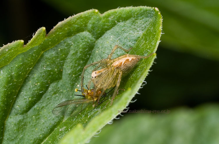 ササグモ　Oxyopes sertatus