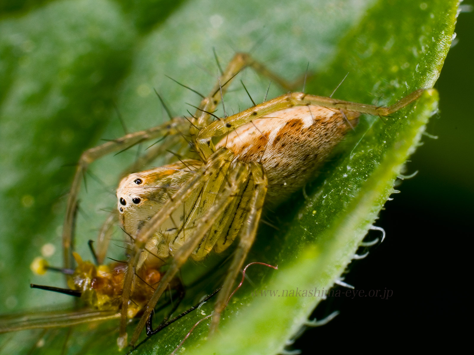 ササグモ　Oxyopes sertatus