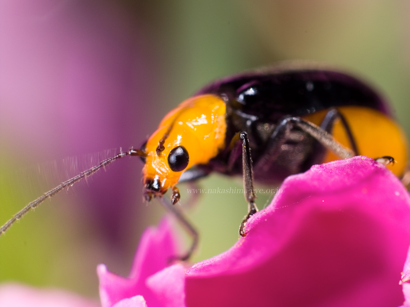 Aulacophora nigripennis　クロウリハムシ